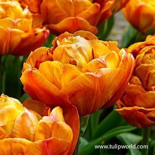 Close-up of vibrant orange and yellow peony-like tulips in bloom.