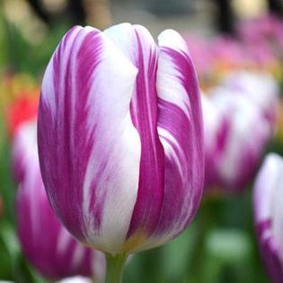 Purple and white striped tulip in a garden setting, soft focus background.