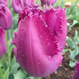 Purple fringed tulip with water droplets on the petals.