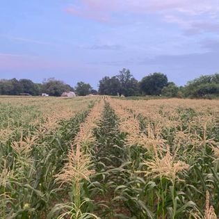 Rows of corn plants in a field under a blue sky, trees in the background.