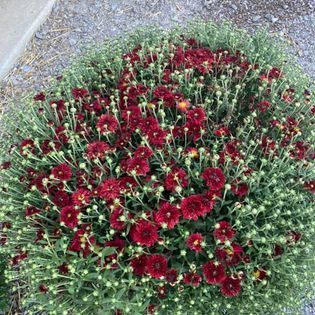 Round bush of deep red chrysanthemums in full bloom, surrounded by budding green foliage.