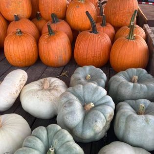 Assorted pumpkins and gourds in orange, white, and blue hues on a wooden surface.