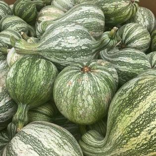 Pile of green and white striped squash.