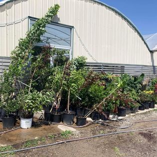 Potted plants of varying sizes in front of a curved greenhouse. Outdoors, sunny.