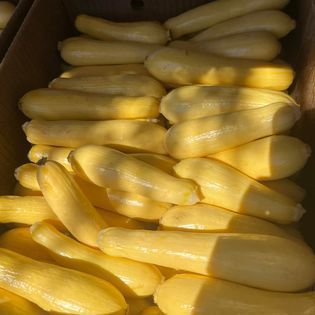 Box of fresh, yellow squash.