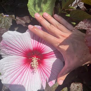 Hand next to a large pink and white hibiscus flower, with red center.