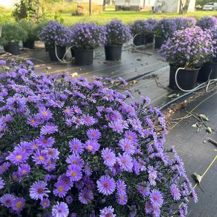 Potted purple aster flowers on black landscape fabric, with more plants in the background.
