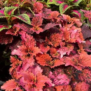 Close-up of vibrant Coleus plants with ruffled, orange, pink, and red leaves.