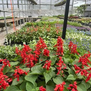 Greenhouse filled with rows of blooming flowers, primarily red salvia, with green foliage.