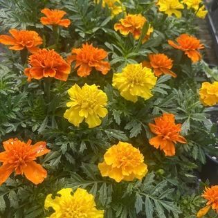 Orange and yellow marigold flowers with green foliage.