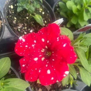 Red petunia flower with white speckles, surrounded by green leaves and soil in a pot.