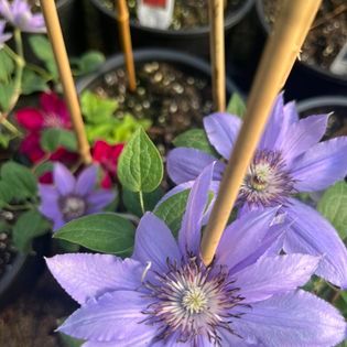 Purple clematis flowers in pots, supported by bamboo sticks, close-up view.