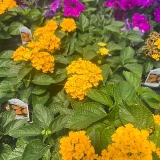 Yellow lantana flowers and green foliage, with hints of purple flowers.