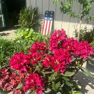 Red rhododendron flowers in bloom, with a patriotic wooden sign in the background.