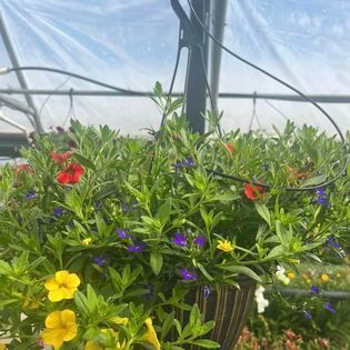 Hanging basket overflowing with colorful flowers: red, yellow, and purple blooms with green foliage.