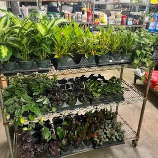 Plants in black pots on metal shelves in a store. Green foliage dominates.
