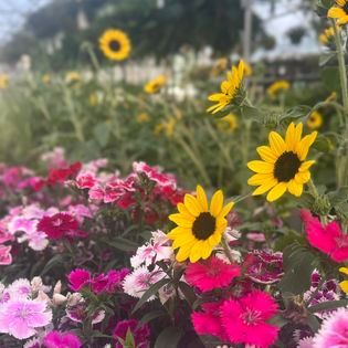 Vibrant garden with pink, red, and yellow flowers, including sunflowers.