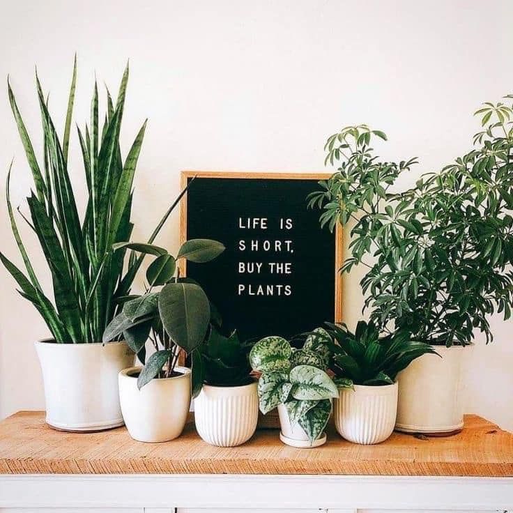 a sign that says life is short buy the plants