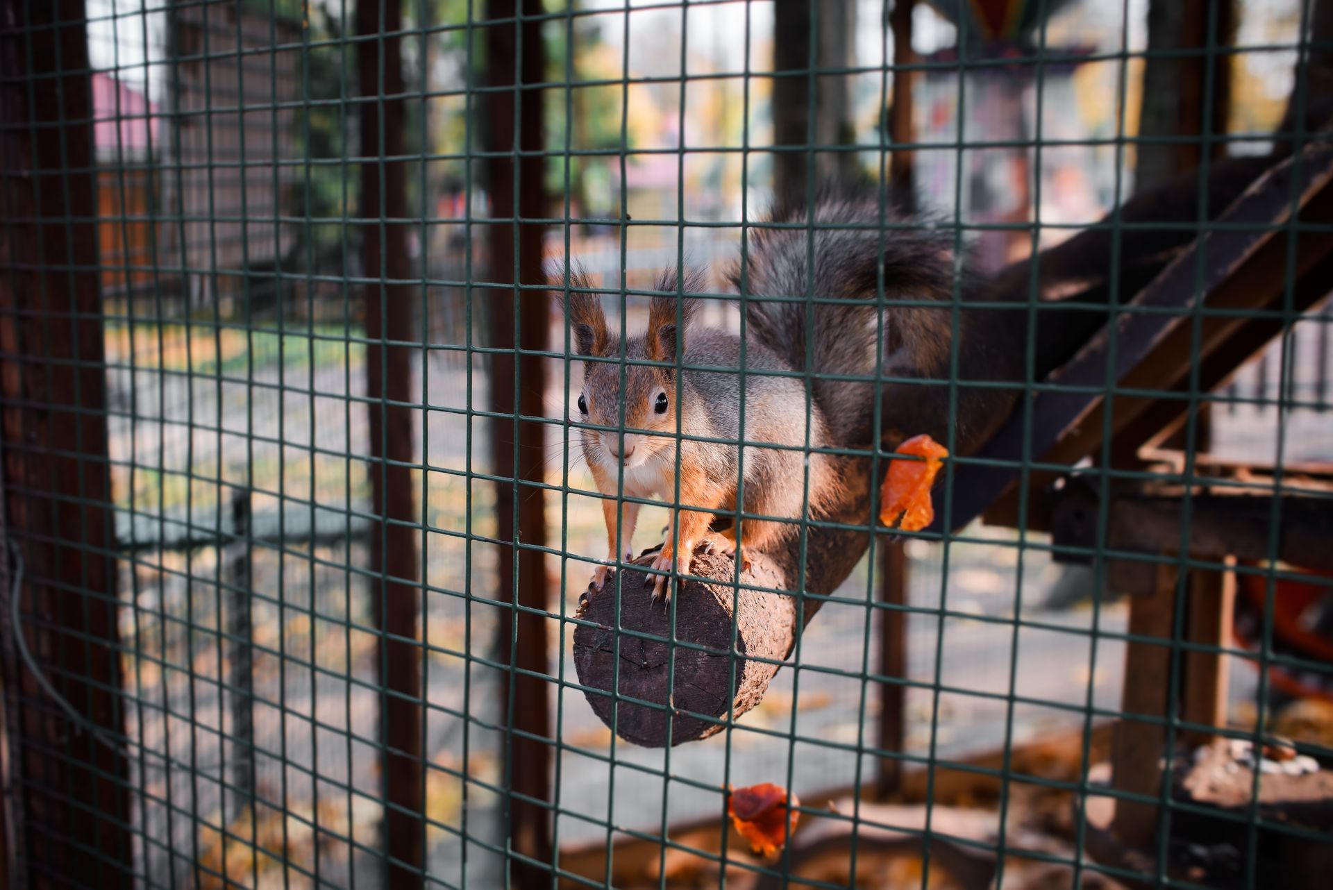Squirrel clinging to a wire fence, eating a round seed ball in an urban outdoor setting