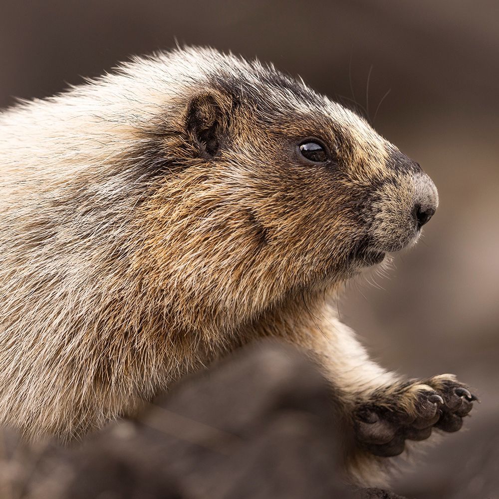 A hoary marmot in profile with brown and white fur, reaching out its paw against a blurred, dark background.