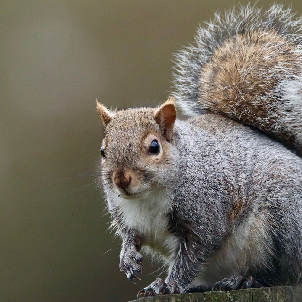 A close-up shot of a grey squirrel perched on a ledge, looking directly at the camera.