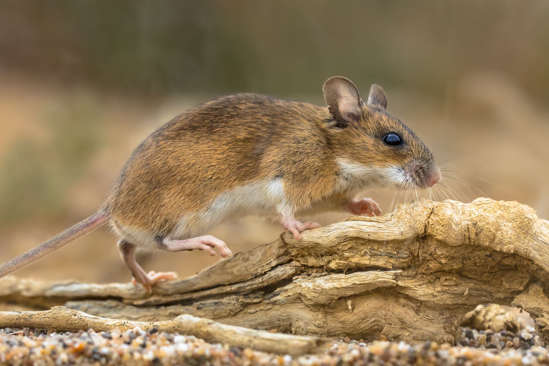 Small brown mouse on a log, sniffing in a natural outdoor setting