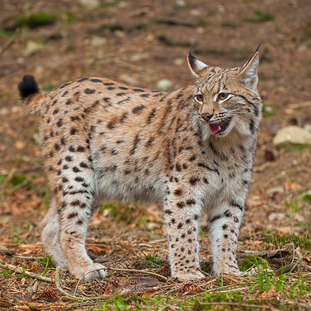 A Eurasian lynx with spotted tan fur and pointed, tufted ears stands on brown forest ground, looking to the side.