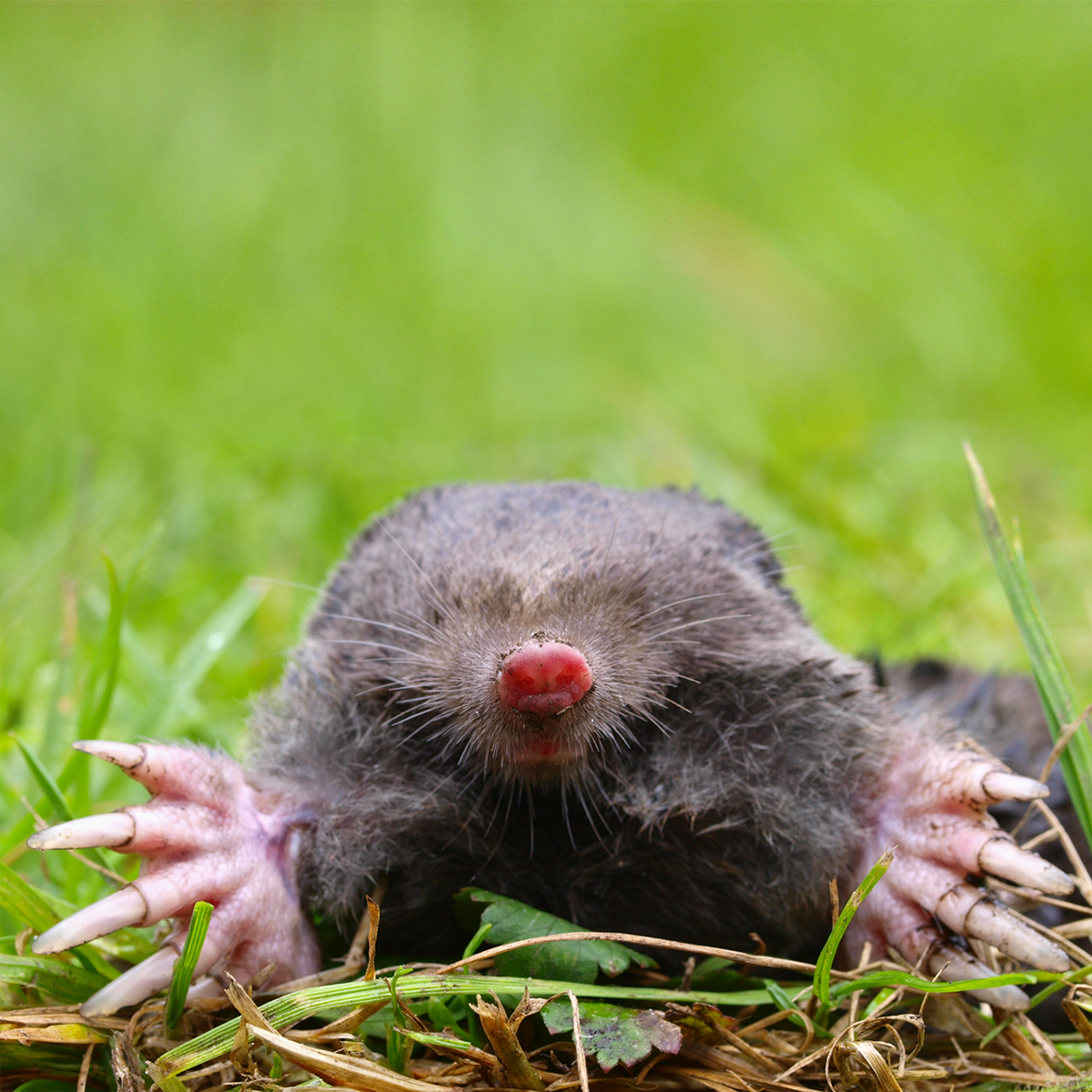 Close-up of a mole on grass, with pink paws and a red nose against a blurred green background