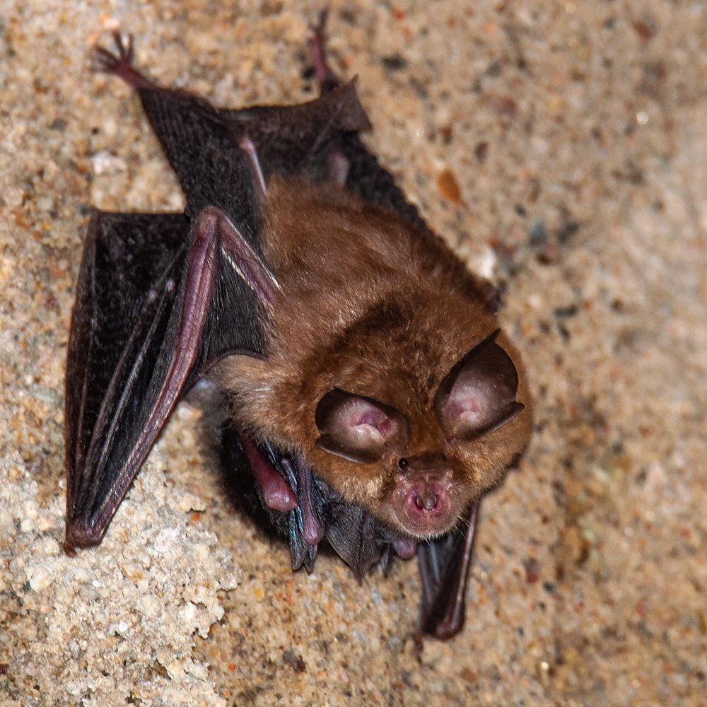 A brown bat with dark ears rests against a rough, light-colored rocky surface.