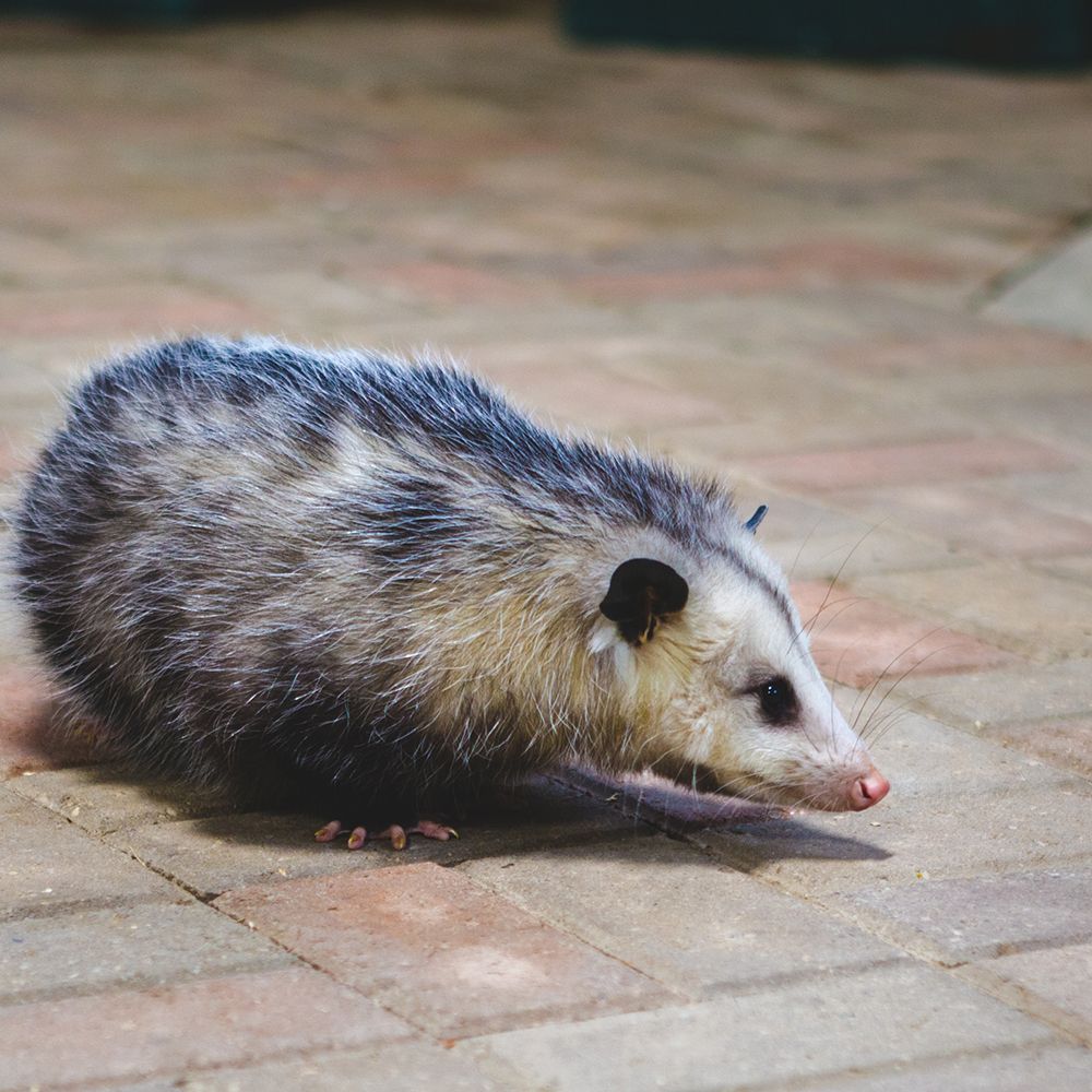 A Virginia opossum with coarse gray and white fur stands on a light-colored paved brick surface.