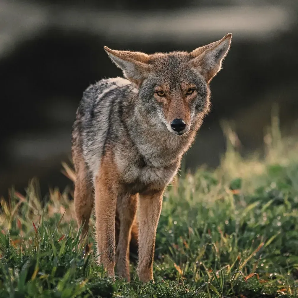 A coyote stands in tall green grass, looking directly ahead, with soft, natural lighting on its mottled brown fur.