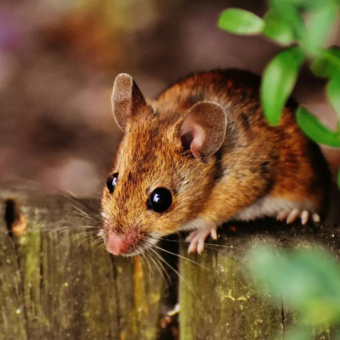 A small, brown house mouse with large dark eyes and ears, perched on a wooden fence post in a natural outdoor setting.