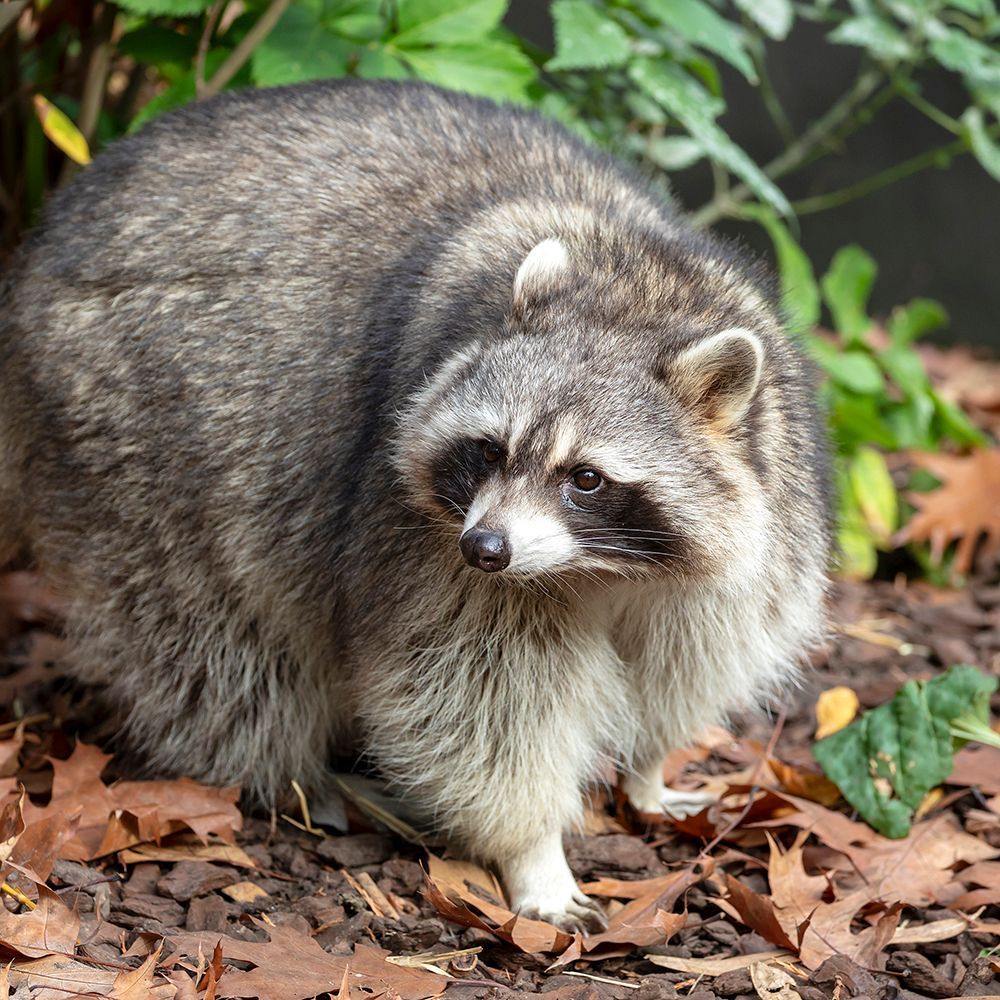 A raccoon stands on ground covered with brown leaves, facing right with its distinctive black mask and gray fur.
