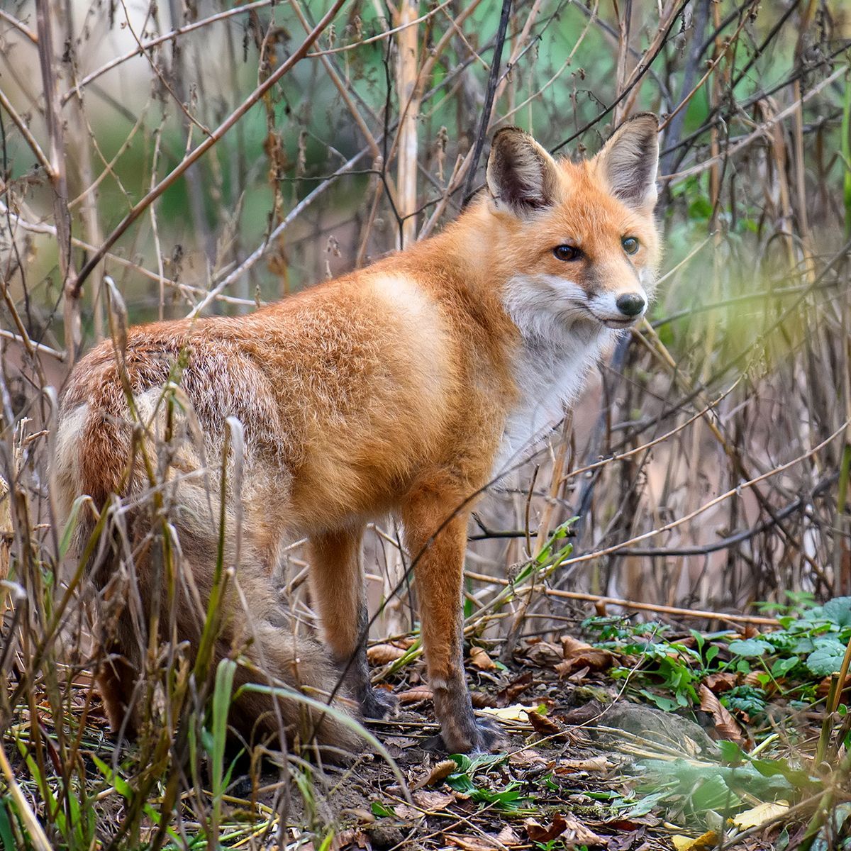 A red fox standing in a grassy field, looking directly at the camera with a alert expression.