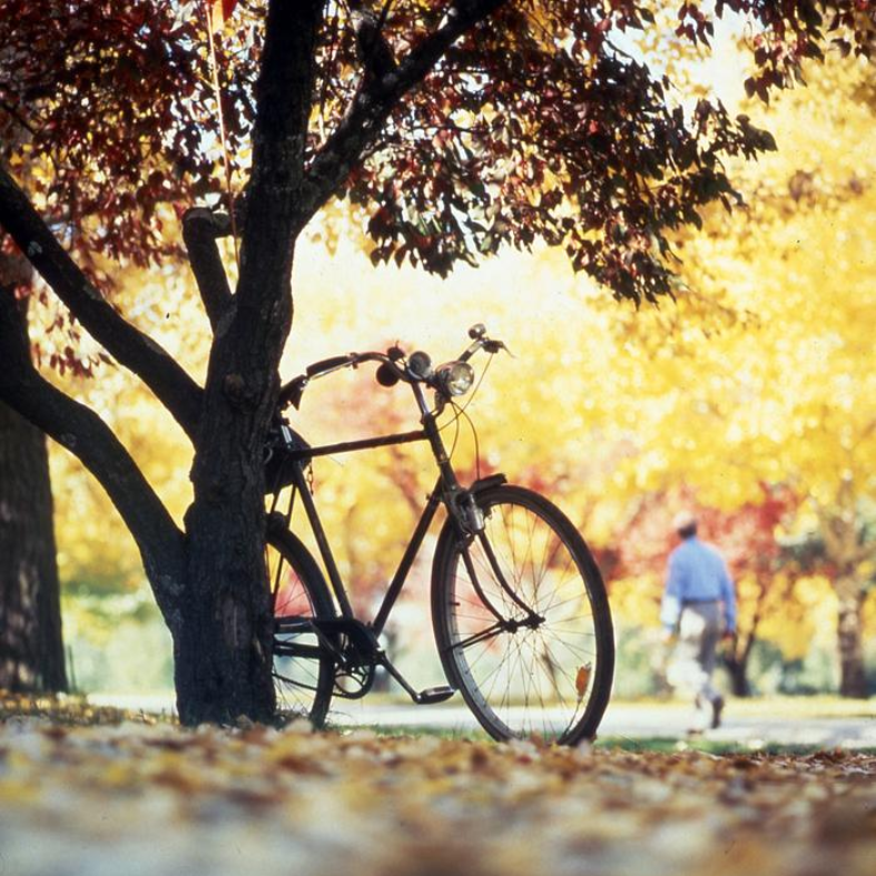 Bicycle leaning against a tree in a sunlit autumn park, with a person walking in the background
