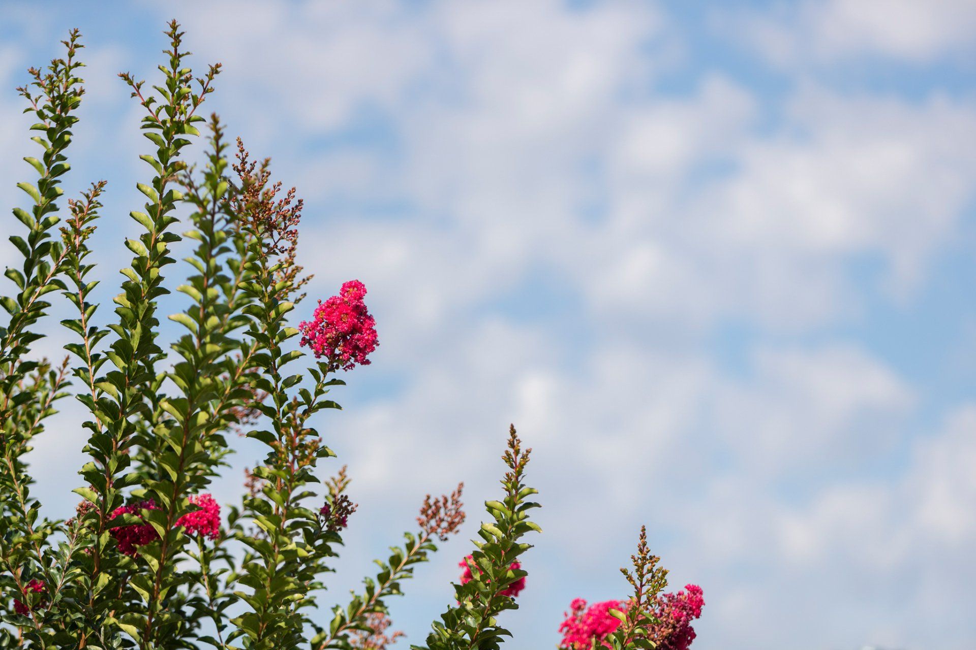 Pink flowers on leafy branches against a blue sky with clouds