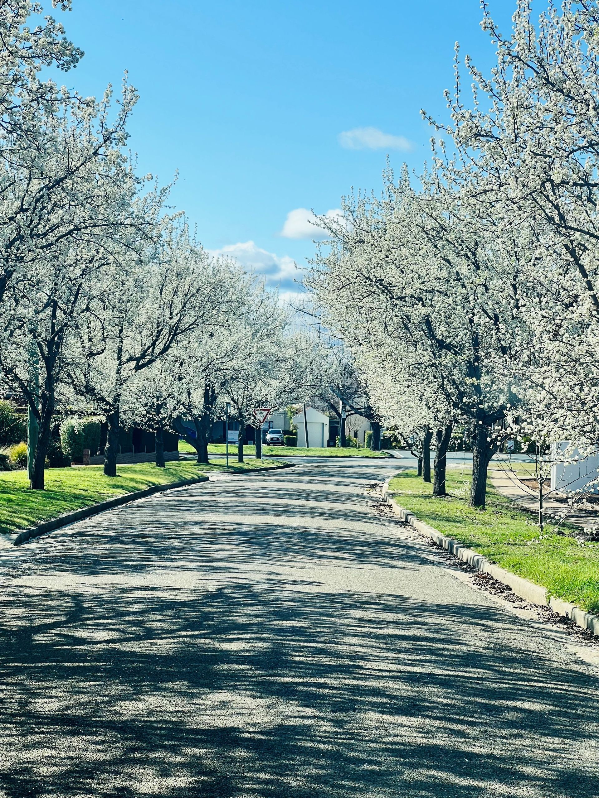 Tree-lined path under blooming white blossoms on a sunny day