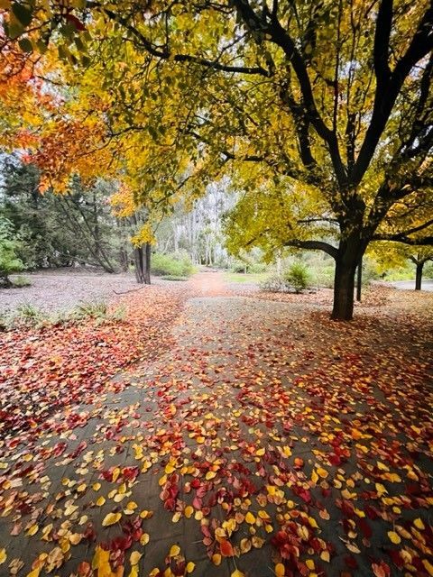 Autumn park path covered in red and yellow leaves beneath tall trees