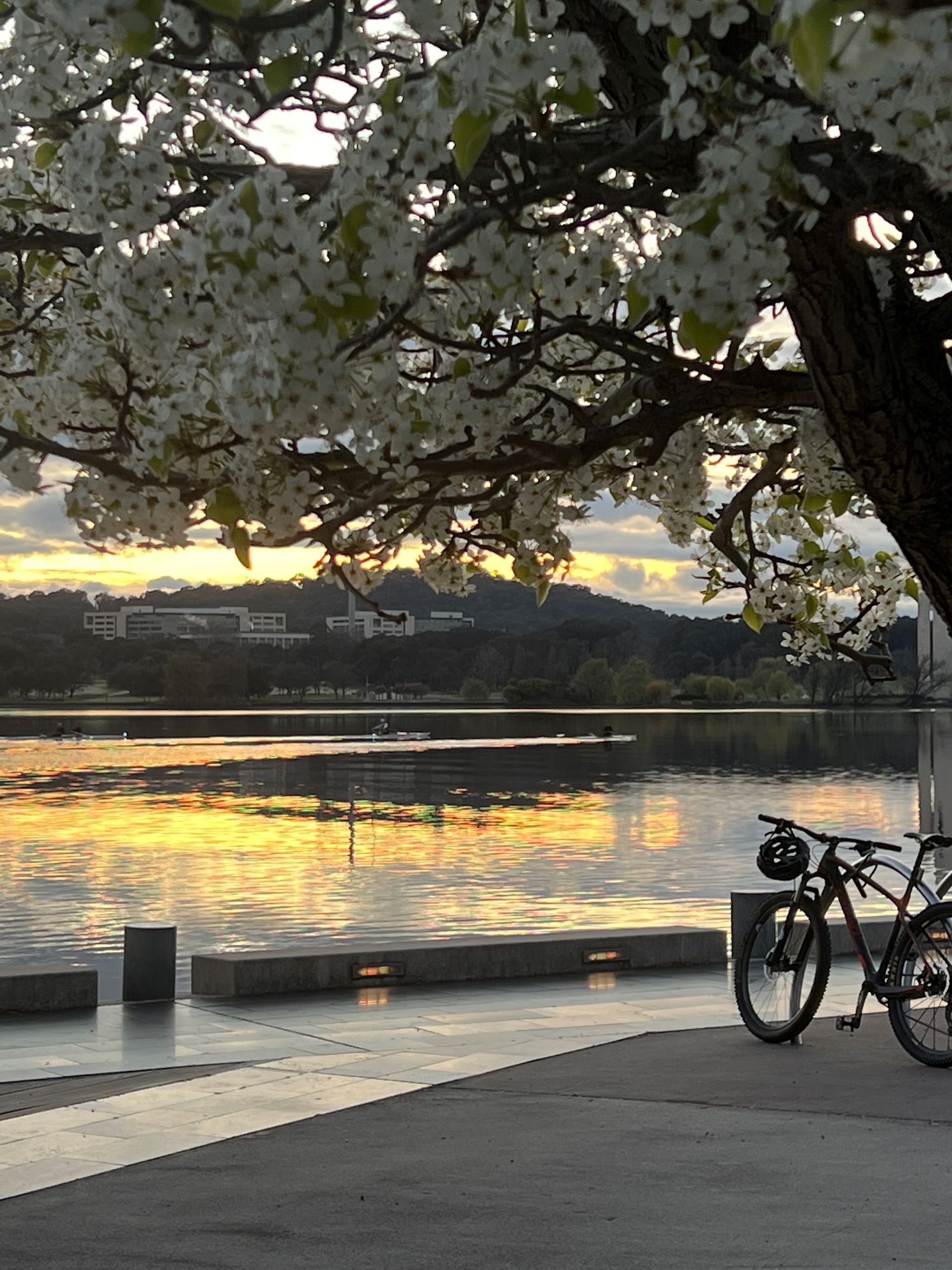 Bicycles by a cherry blossom tree overlooking a calm lake at sunset
