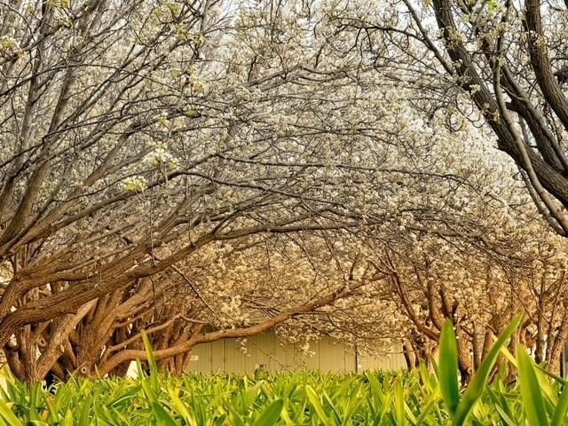 Dense grove of flowering trees arching over a grassy path