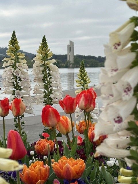 Colorful tulips and white flowers by a lakeside with a distant tower under a cloudy sky