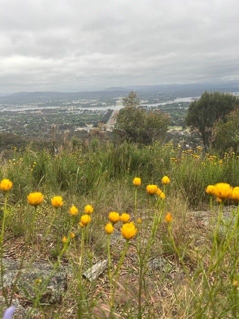 Mount Ainslie a popular Cnaberra hike 