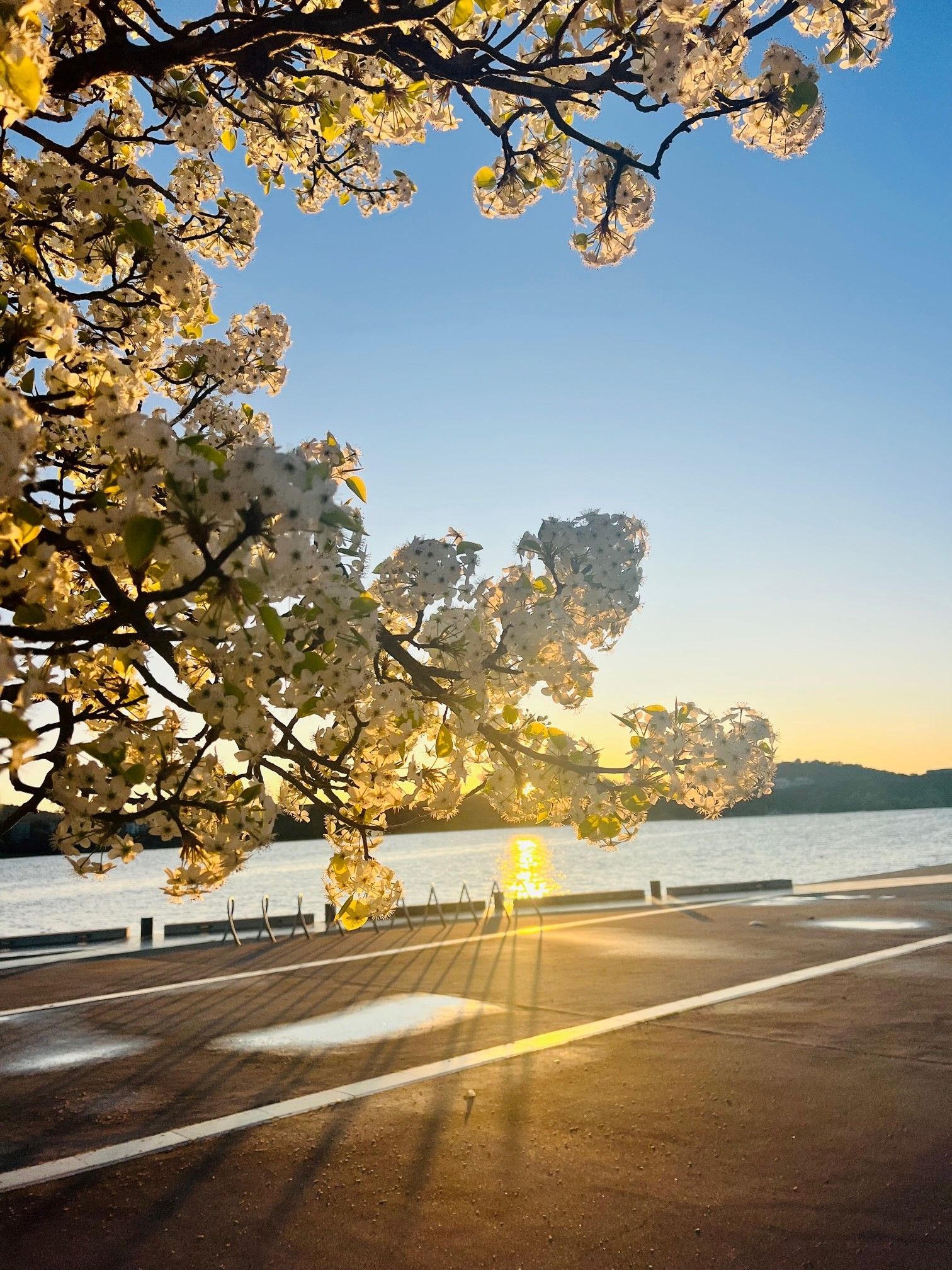 Beautiful Blossoms and Spring in Canberra 