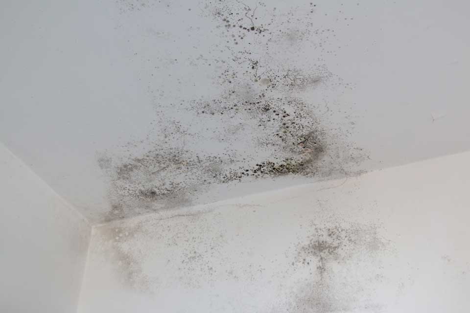 Signs of a Mold Problem in Your Home