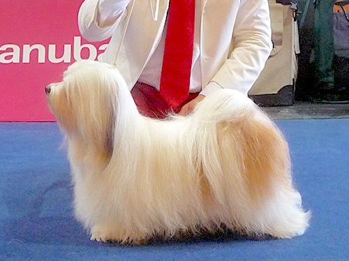 bichon havanais