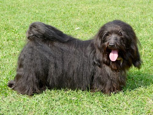 bichon havanais