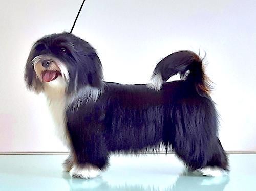 bichon havanais