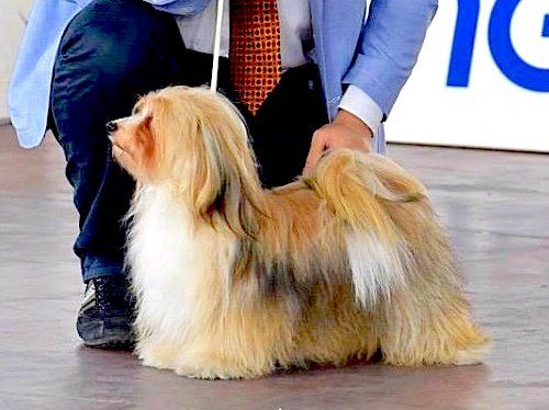 bichon havanais