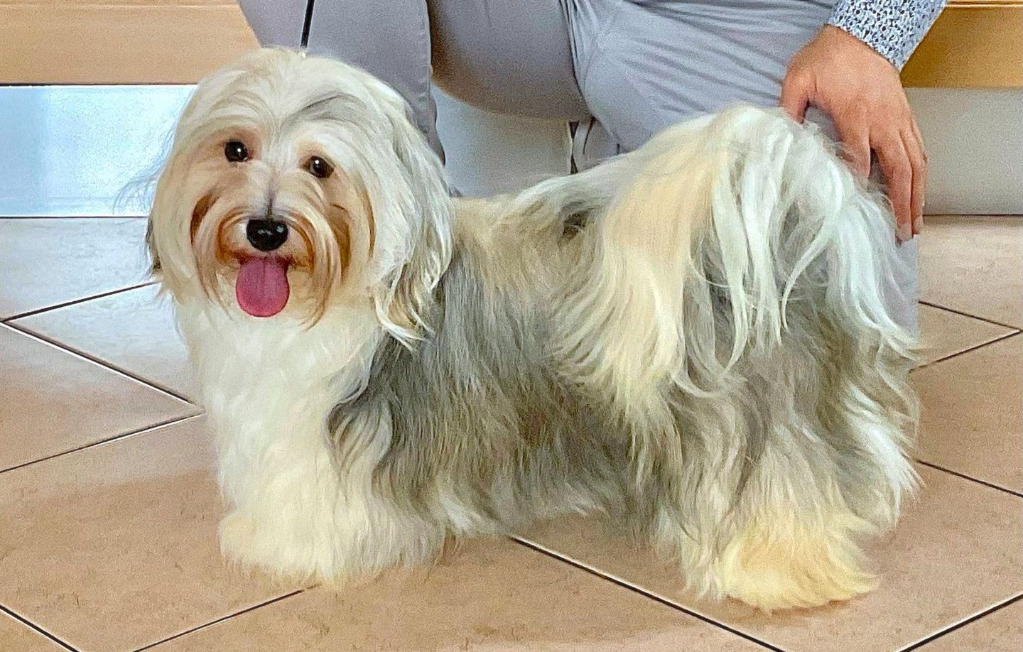 bichon havanais