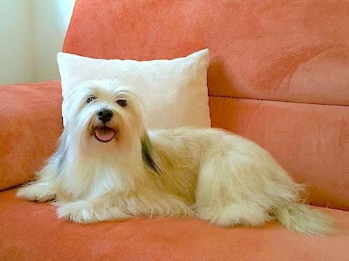 bichon havanais